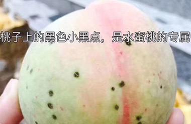 为什么奉化水蜜桃价格要比其他桃子贵好多